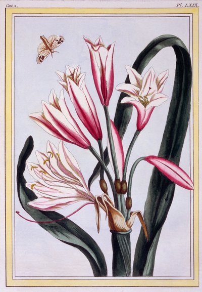 Long Leaved Amaryllis, c.1776 by Pierre Joseph Buchoz